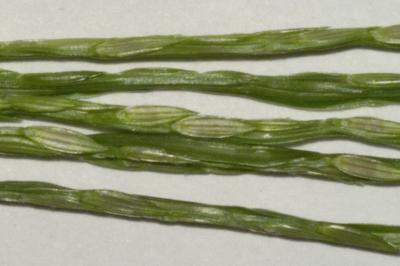 <i>Digitaria sanguinalis</i>