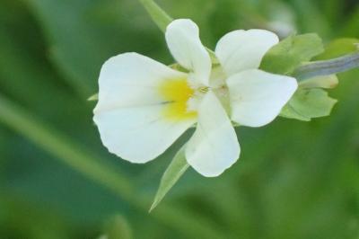 <i>Viola arvensis</i>
