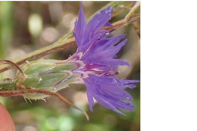 <i>Cyanus segetum</i>