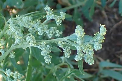 <i>Chenopodium album</i>