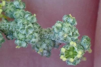 <i>Chenopodium album</i>