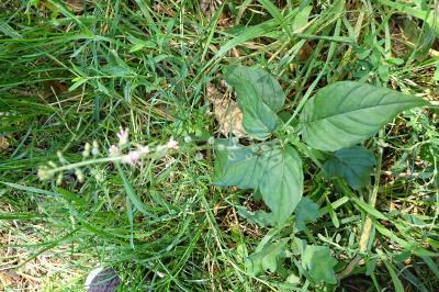 <i>Circaea lutetiana</i>