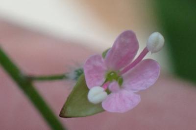 <i>Circaea lutetiana</i>