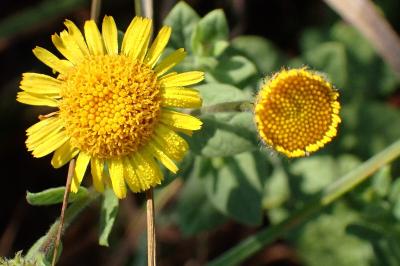 <i>Pulicaria dysenterica</i>