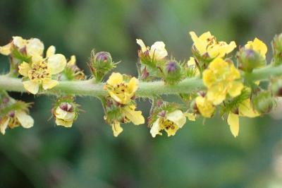 <i>Agrimonia eupatoria</i>