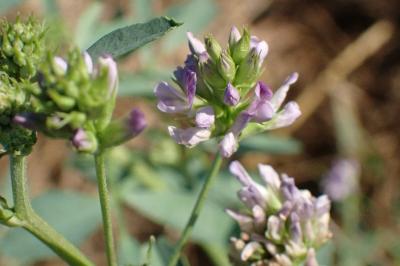 <i>Medicago sativa</i>