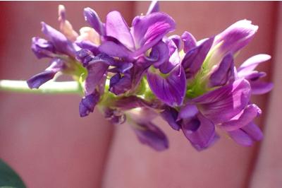 <i>Medicago sativa</i>