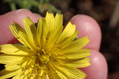<i>Picris hieracioides</i>