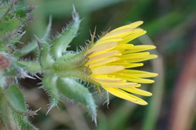 <i>Picris hieracioides</i>