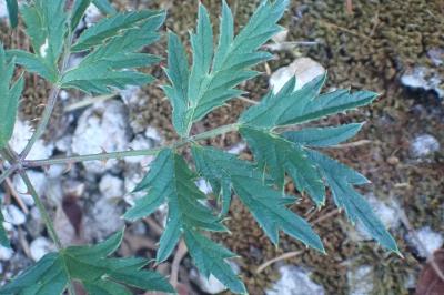 <i>Rubus laciniatus</i>