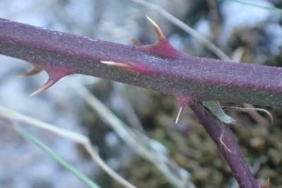 <i>Rubus laciniatus</i>