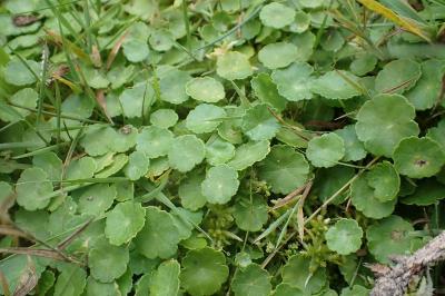 <i>Hydrocotyle vulgaris</i>