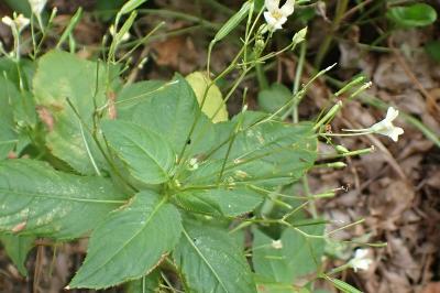 <i>Impatiens parviflora</i>