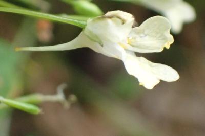 <i>Impatiens parviflora</i>