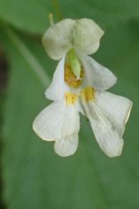 <i>Impatiens parviflora</i>