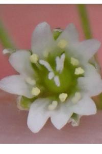 <i>Cerastium fontanum</i>