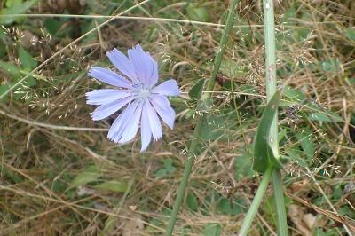 <i>Cichorium intybus</i>