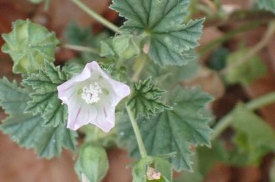 <i>Malva neglecta</i>