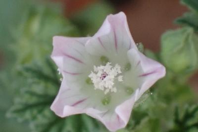<i>Malva neglecta</i>