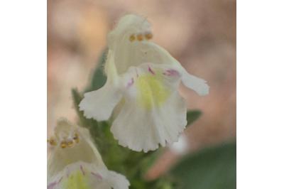 <i>Galeopsis segetum</i>