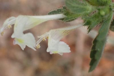 <i>Galeopsis segetum</i>