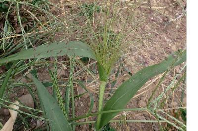 <i>Panicum capillare</i>