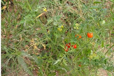 <i>Solanum lycopersicum</i>