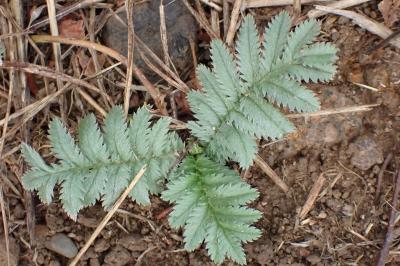 <i>Argentina anserina</i>