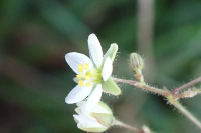 <i>Spergula arvensis</i>