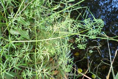 <i>Thysselinum palustre</i>