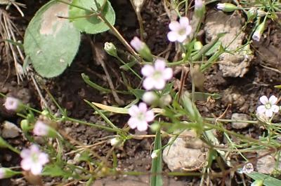 <i>Petrorhagia saxifraga</i>