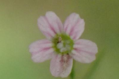 <i>Petrorhagia saxifraga</i>