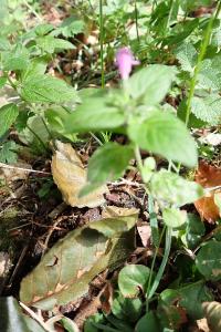 <i>Clinopodium vulgare</i>