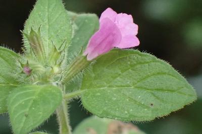 <i>Clinopodium vulgare</i>
