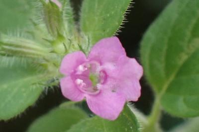 <i>Clinopodium vulgare</i>