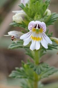 <i>Euphrasia officinalis</i>
