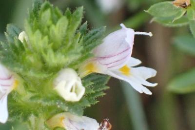<i>Euphrasia officinalis</i>