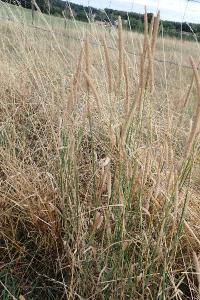 <i>Phleum pratense</i>