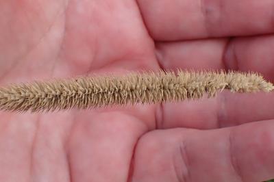 <i>Phleum pratense</i>