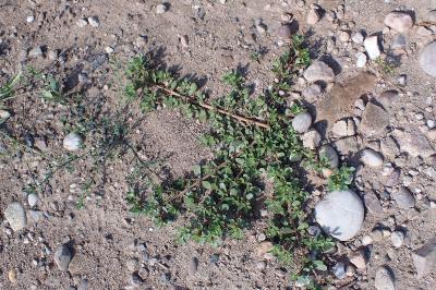 <i>Portulaca oleracea</i>