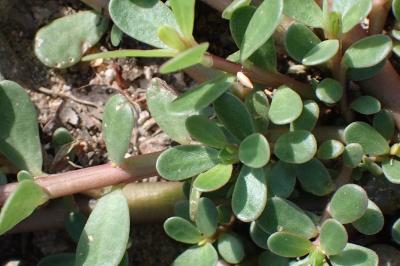 <i>Portulaca oleracea</i>