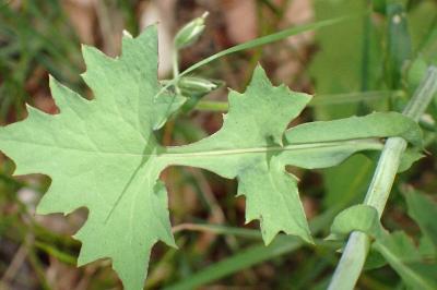 <i>Lactuca muralis</i>