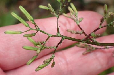 <i>Lactuca muralis</i>