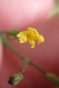 <i>Lactuca muralis</i>