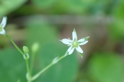 <i>Stellaria alsine</i>