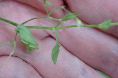 <i>Stellaria alsine</i>