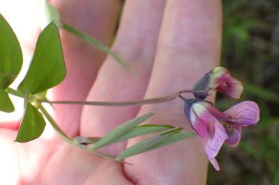 <i>Lathyrus linifolius</i>
