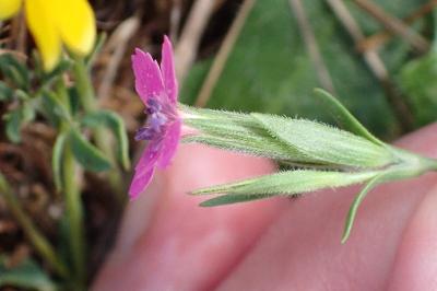 <i>Dianthus armeria</i>
