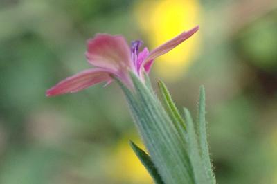 <i>Dianthus armeria</i>