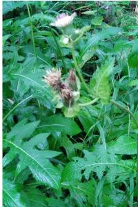 <i>Cirsium oleraceum</i>